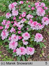 Rhododendron hort. Aprilleuchten