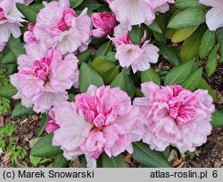 Rhododendron hort. Aprilleuchten