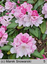 Rhododendron hort. Aprilleuchten