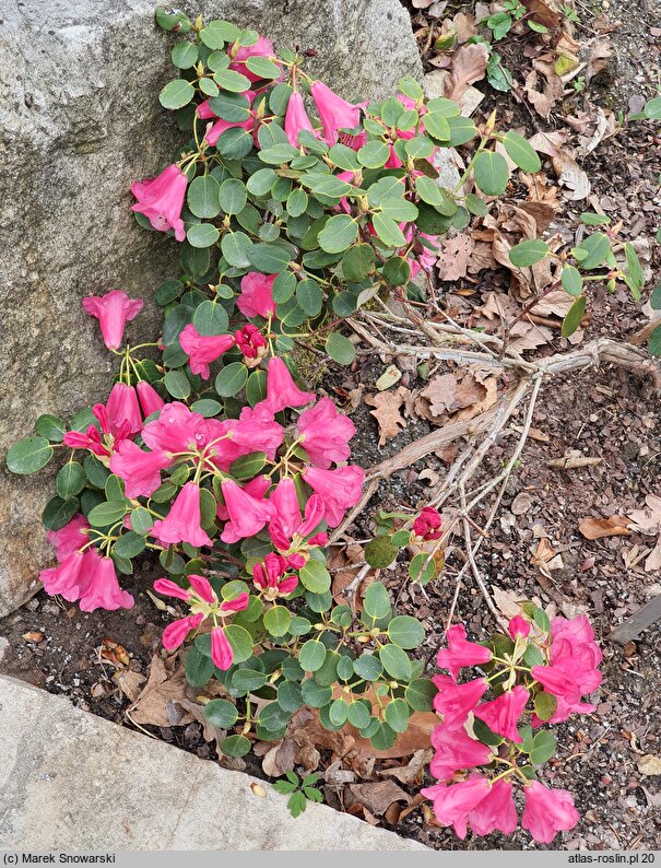 Rhododendron callimorphum