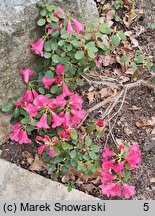 Rhododendron callimorphum