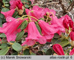 Rhododendron callimorphum