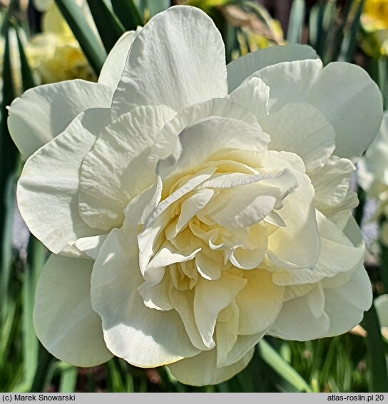 Narcissus Obdam