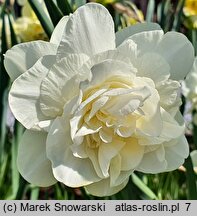 Narcissus Obdam