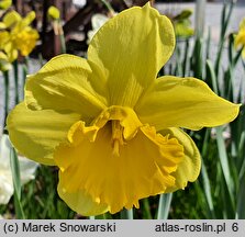 Narcissus Carlton