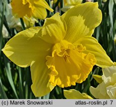 Narcissus Carlton