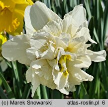 Narcissus Obdam