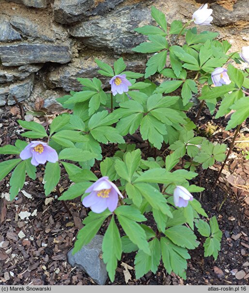 Anemonoides nemorosa Robinsoniana