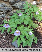 Anemone nemorosa Robinsoniana