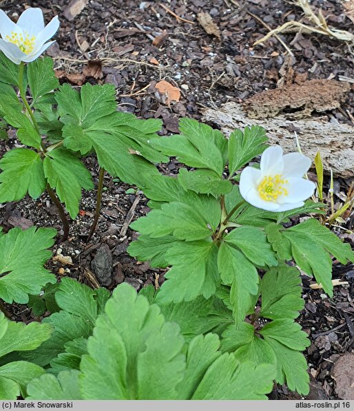 Anemonoides nemorosa Wilks' Giant