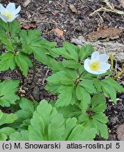 Anemonoides nemorosa Wilks' Giant