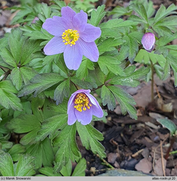 Anemonoides nemorosa Blue Queen