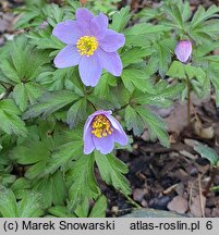 Anemonoides nemorosa Blue Queen