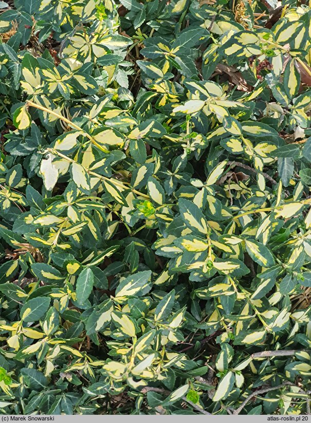 Euonymus fortunei Interbolwi