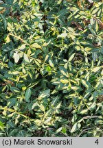 Euonymus fortunei Interbolwi