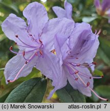 Rhododendron Blue Tit