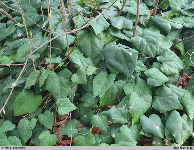 Hedera colchica Dentata