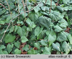 Hedera colchica Dentata