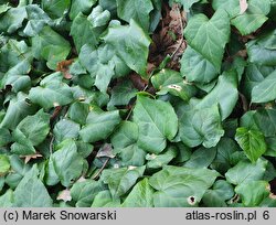 Hedera colchica Dentata