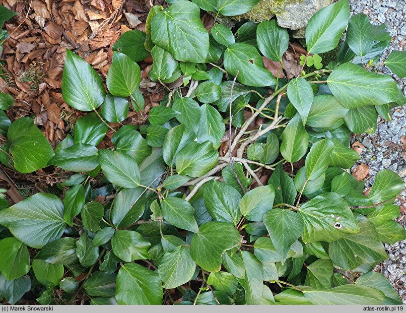 Hedera colchica Arborescens