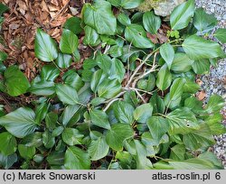 Hedera colchica Arborescens