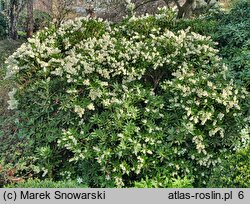 Pieris japonica Fuga