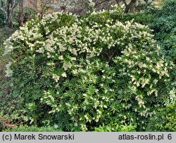 Pieris japonica Fuga