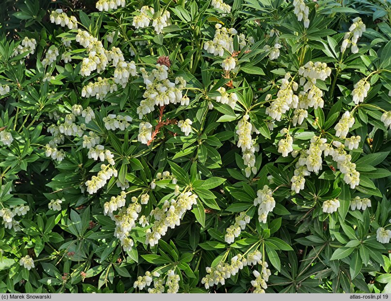 Pieris japonica Fuga