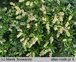 Pieris japonica Fuga