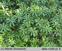 Pieris japonica Fuga