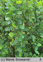 Berberis buxifolia (berberys bukszpanolistny)