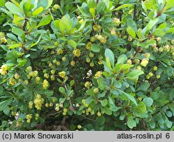 Berberis buxifolia (berberys bukszpanolistny)