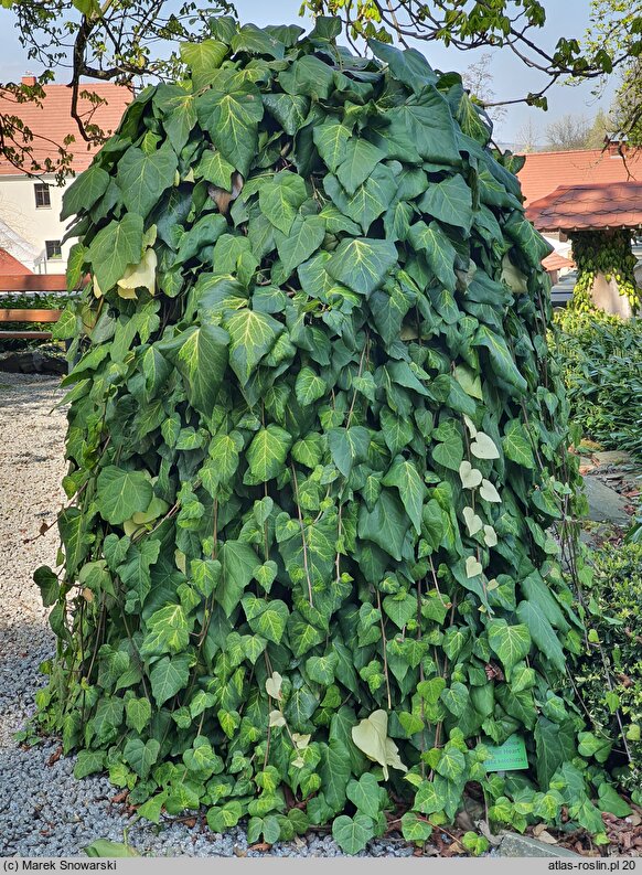 Hedera colchica Sulphur Heart