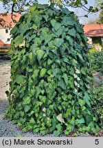 Hedera colchica Sulphur Heart