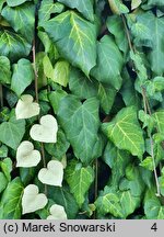 Hedera colchica Sulphur Heart