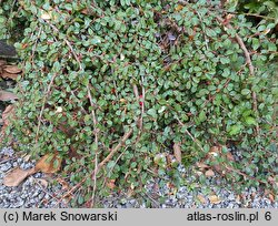 Cotoneaster microphyllus Streib's Findling