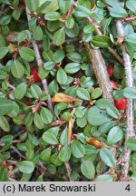 Cotoneaster microphyllus Streib's Findling