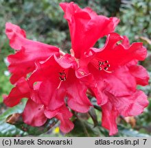 Rhododendron hort. Antje
