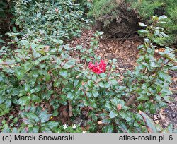 Rhododendron Antje