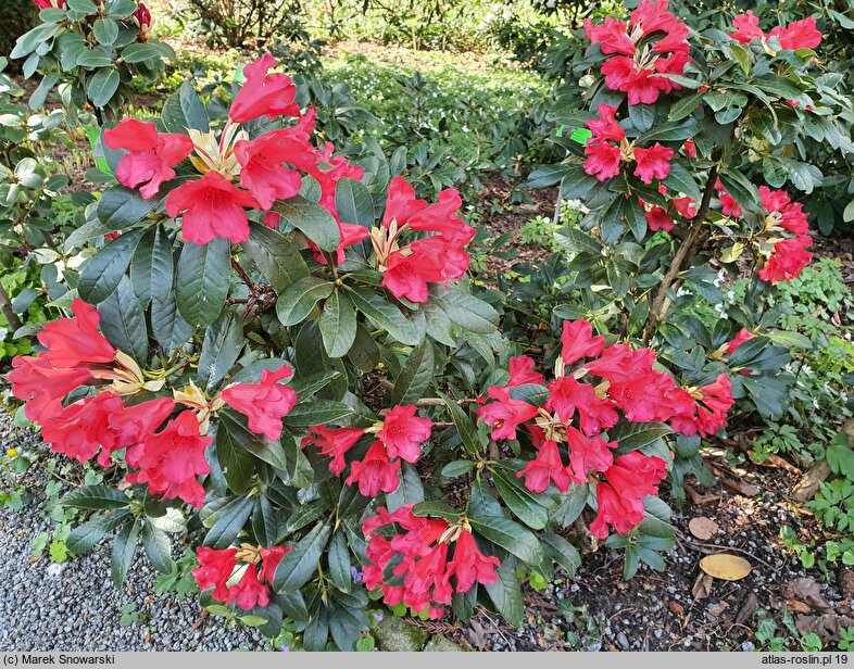 Rhododendron hort. Gertrud Schäle