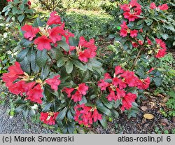 Rhododendron hort. Gertrud Schäle