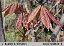 Aesculus parviflora (kasztanowiec drobnokwiatowy)