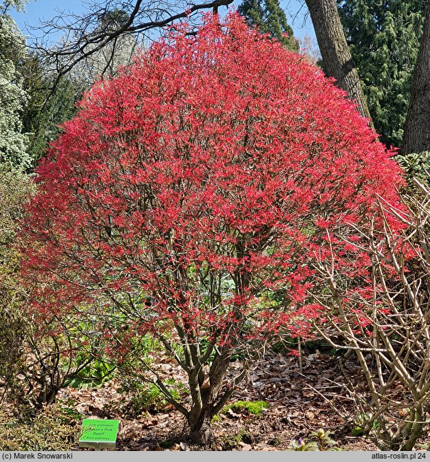 Acer palmatum Wilson's Pink Dwarf