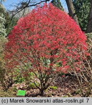 Acer palmatum Wilson's Pink Dwarf