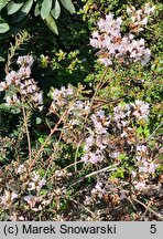 Rhododendron trichostomum