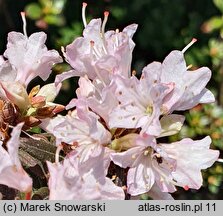 Rhododendron trichostomum