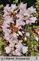 Rhododendron trichostomum