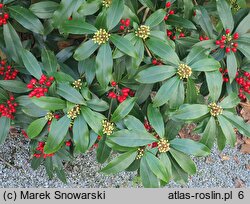 Skimmia reevesiana (skimmia Reevesa)