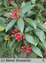 Skimmia reevesiana (skimmia Reevesa)