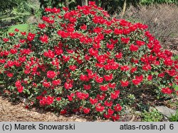 Rhododendron hort. Antje